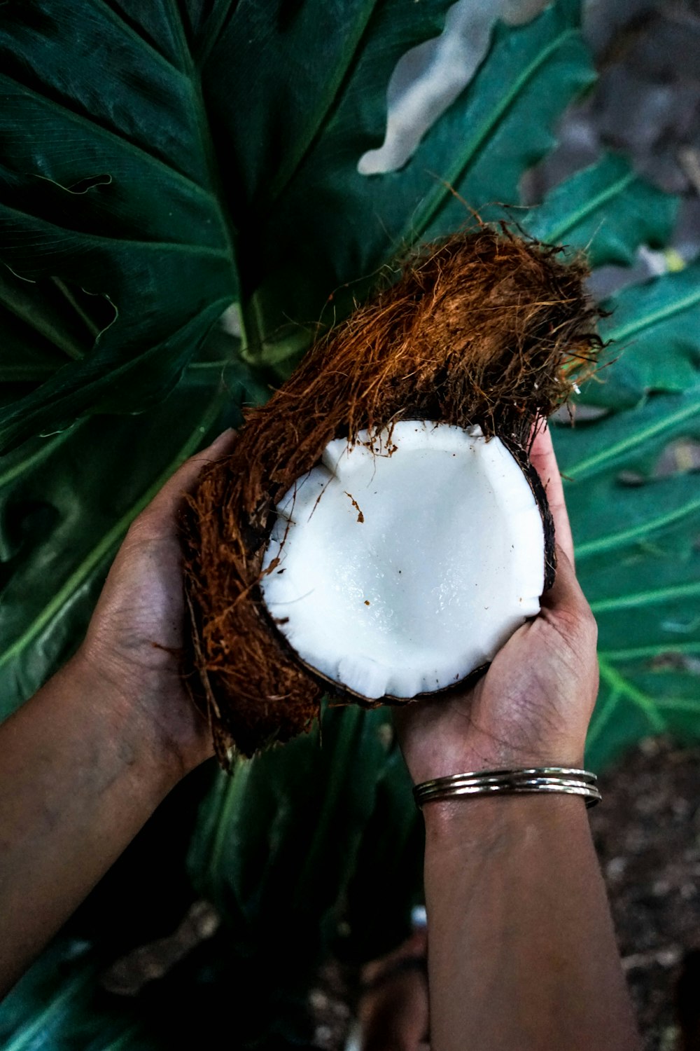 person holding cracked coconut