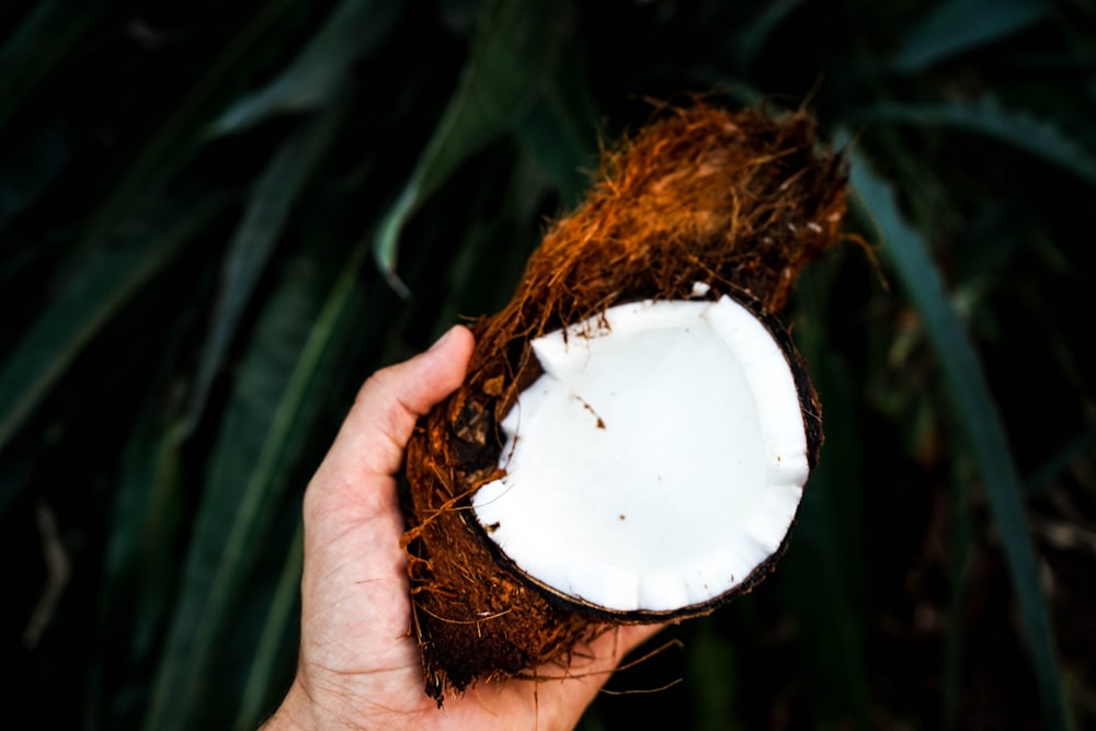 Persona sosteniendo cáscara de coco