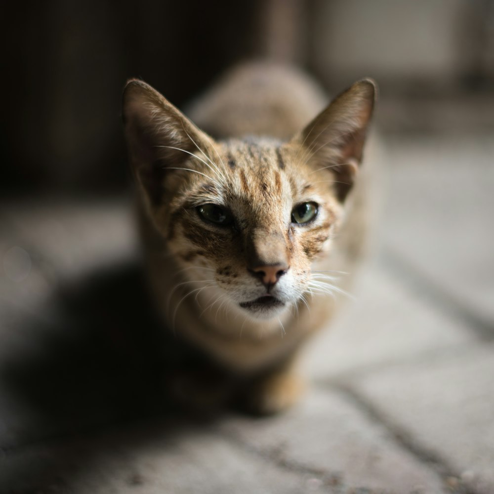 Fotografía de enfoque superficial de gato marrón
