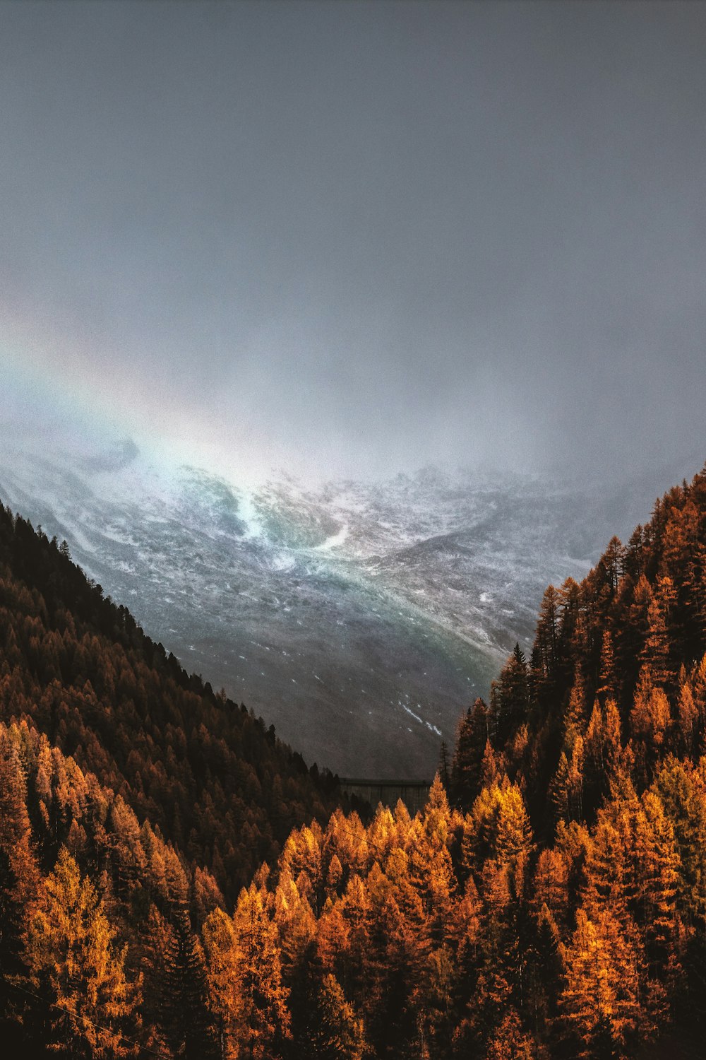 brown tree on mountain during daytime