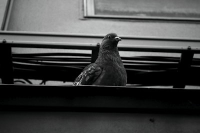 Close-up of a pigeon deterrent device installed on a building ledge.