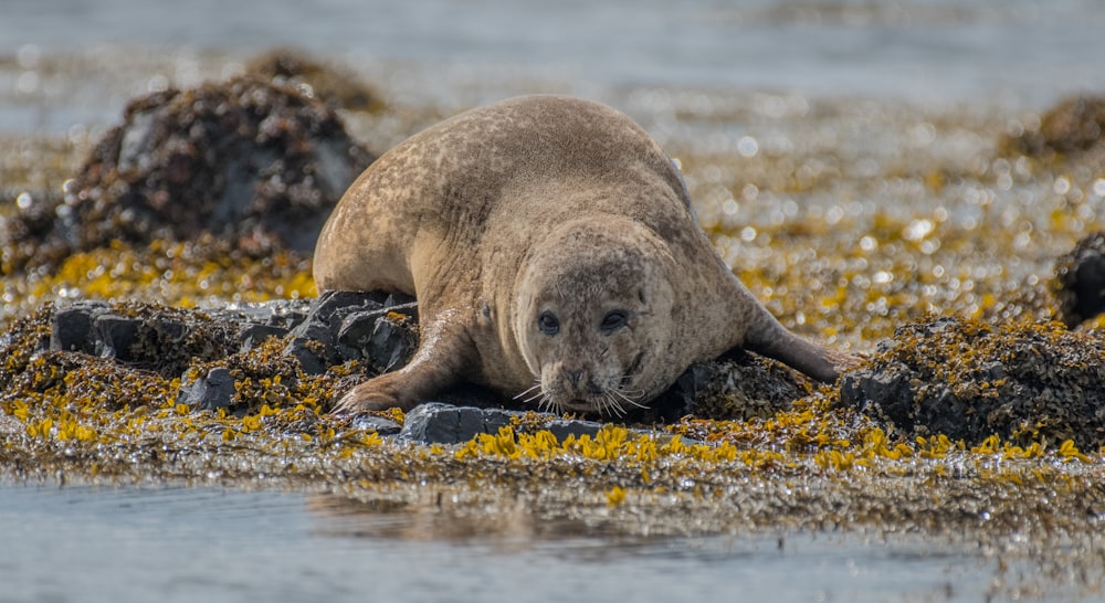 Fotografia de foco raso de foca marrom deitada na pedra