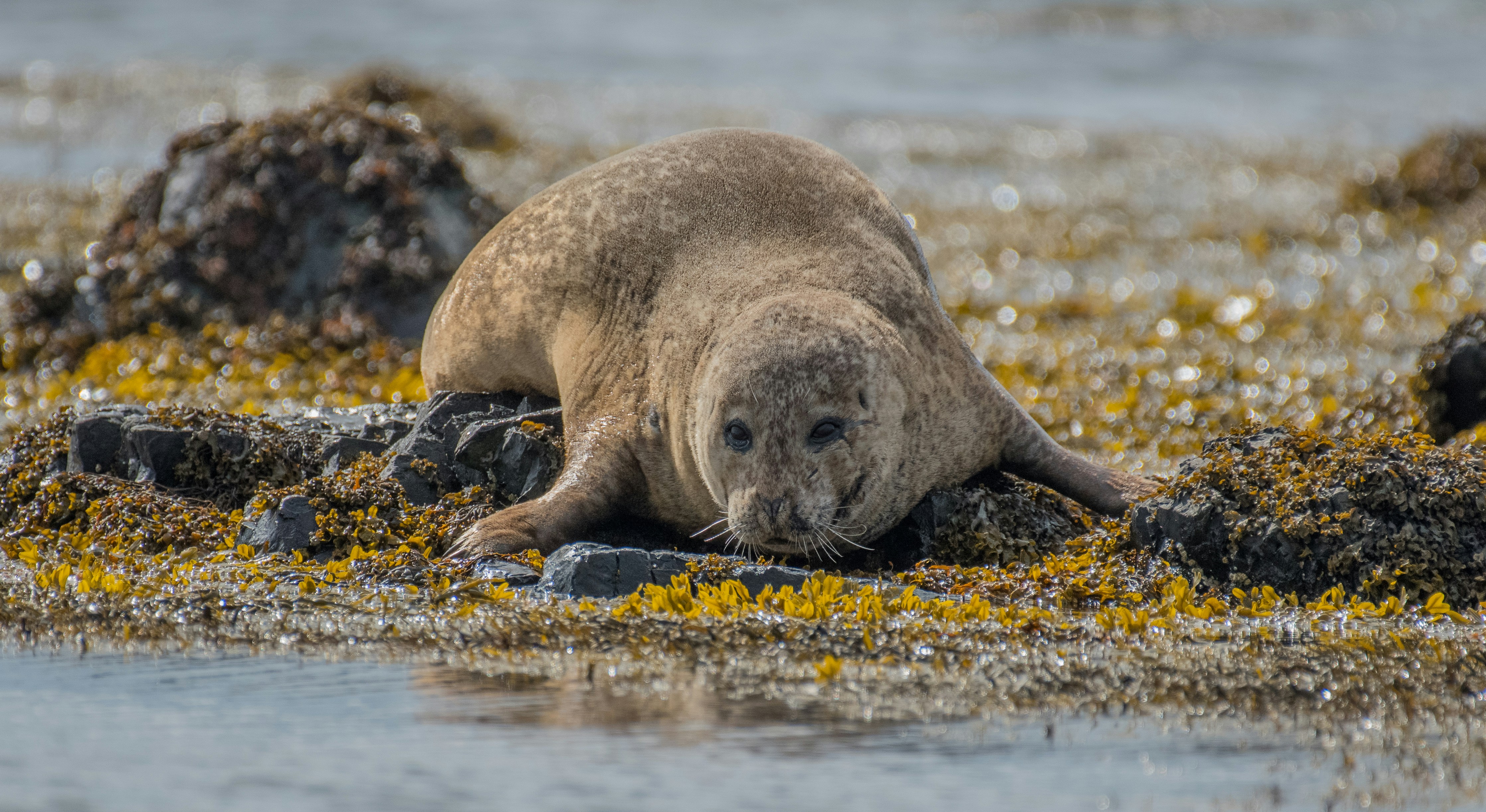 A young seal was discovering the world in the really cold water. But that doesn’t matter for them, because they have a lot of fat to keep them warm. As you can see at the colour of the seal, she has to be quiet a long time out of the water (a view hours). Because when she would be in the water her fur would be dark grey with black points.
