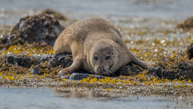 Otter