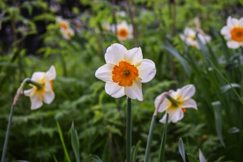 A close-up of a blooming white daffodil with an orange center surrounded by green leaves and other daffodils in the background. The lush greenery suggests a vibrant garden setting.