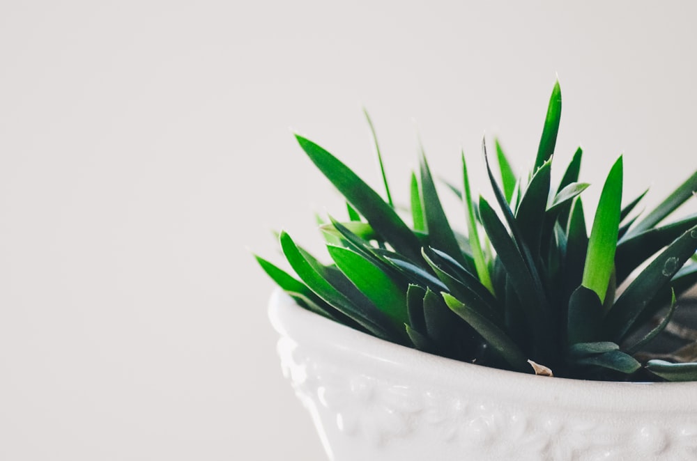 shallow focus photography of green leafed plants in vase