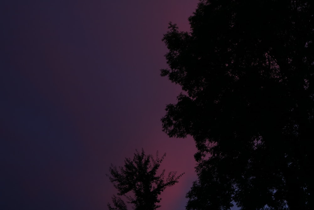 silhouette of a tree during night