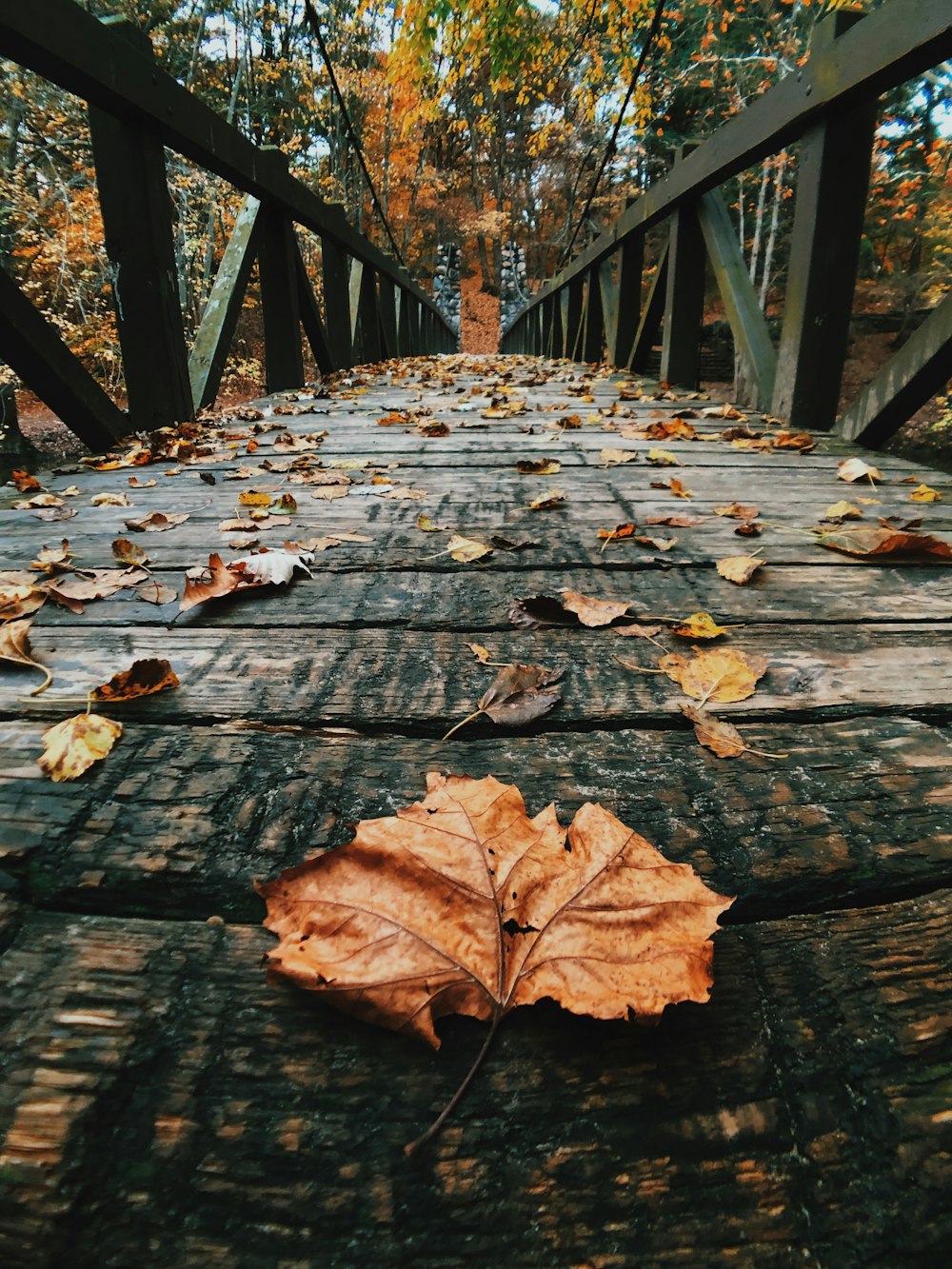 brown leaf