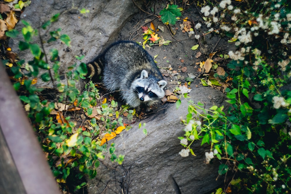 photo of wild raccoon