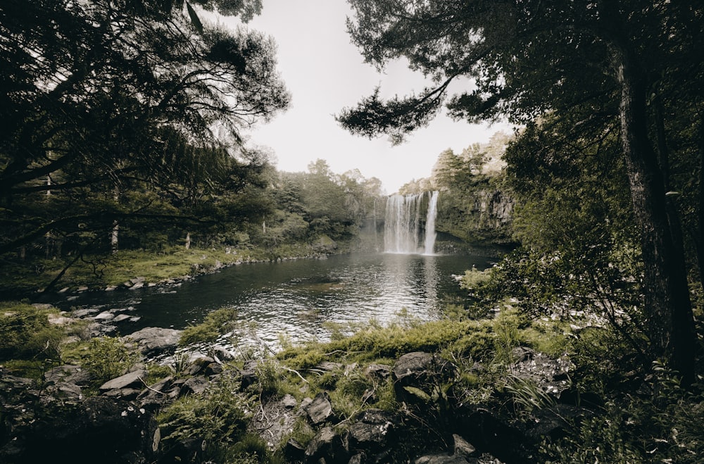 Cascadas rodeadas de árboles