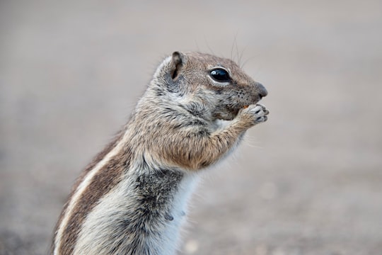 selective focus photograph of squirrel in Fuerteventura Costa Calma Spain