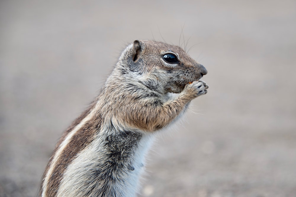 selective focus photograph of squirrel