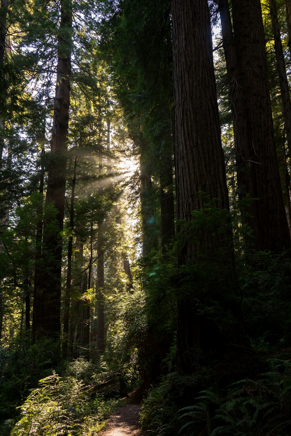 a path in the middle of a forest surrounded by tall trees