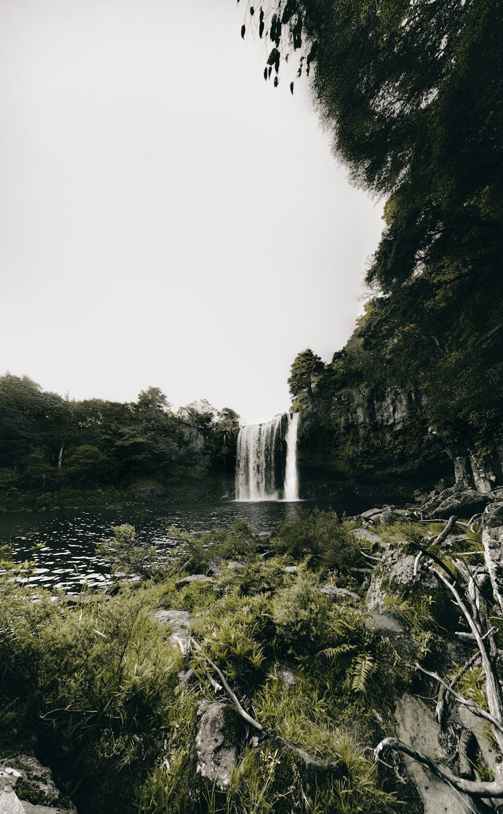 waterfalls surrounded by trees