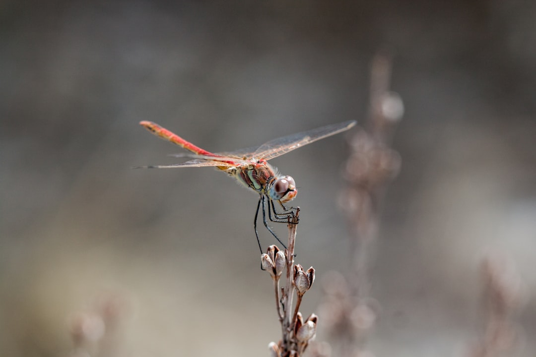 travelers stories about Wildlife in Pani Hill, Greece