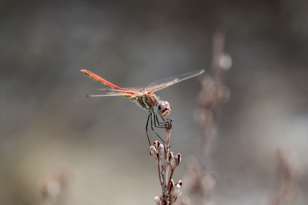 fotografia de foco de closeup de libélula