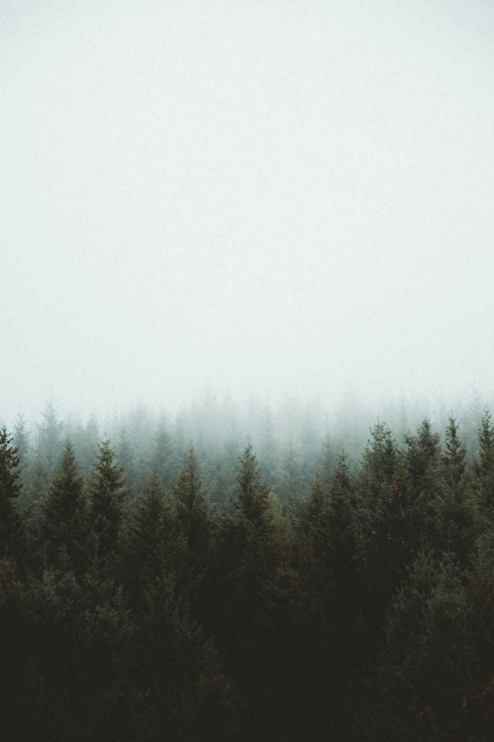 photo of pine trees