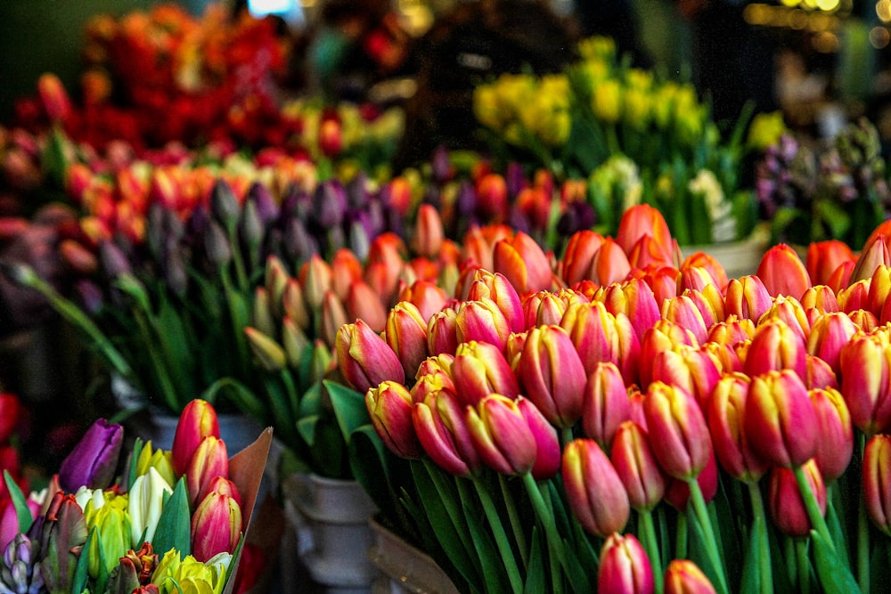 foto de closeup de flores de pétalas multicoloridas