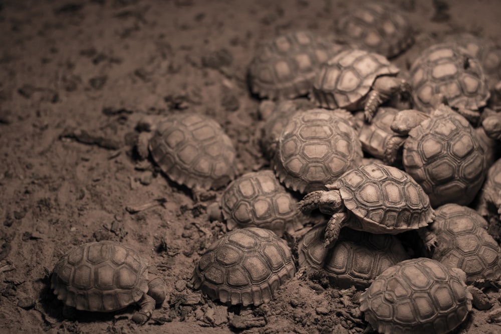 group of turtles