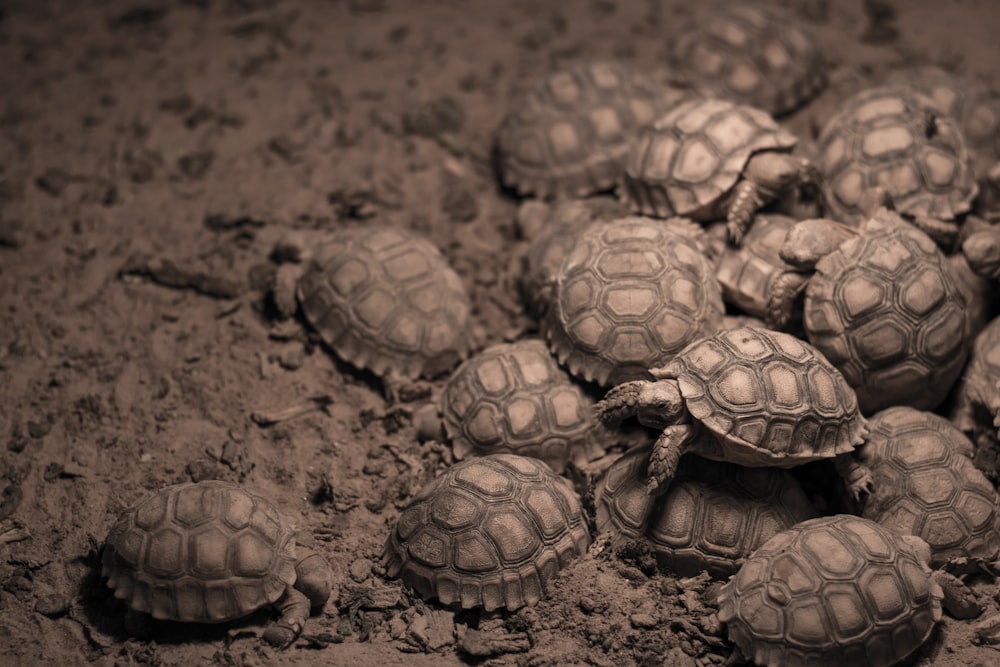 Gruppe von Schildkröten