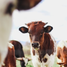 herd of brown-and-white cows