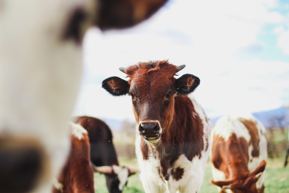 rebaño de vacas marrones y blancas