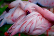 closeup photo of two pink-and-white birds