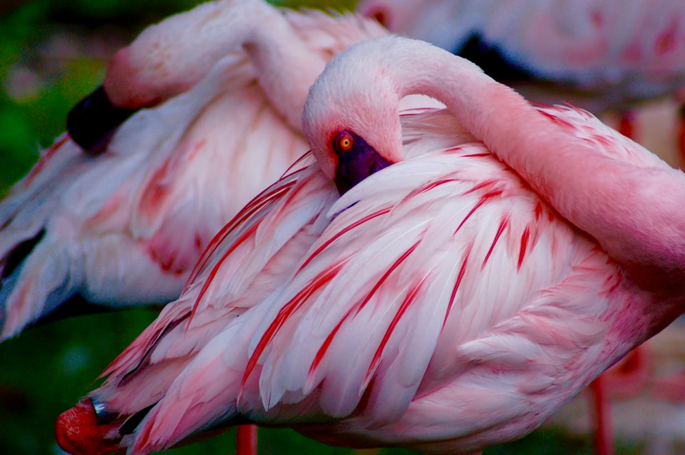 foto ravvicinata di due uccelli rosa e bianchi