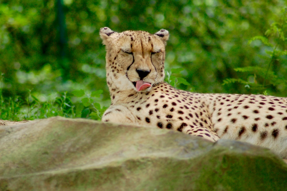 selective focus photograph of cheetah lying on grass