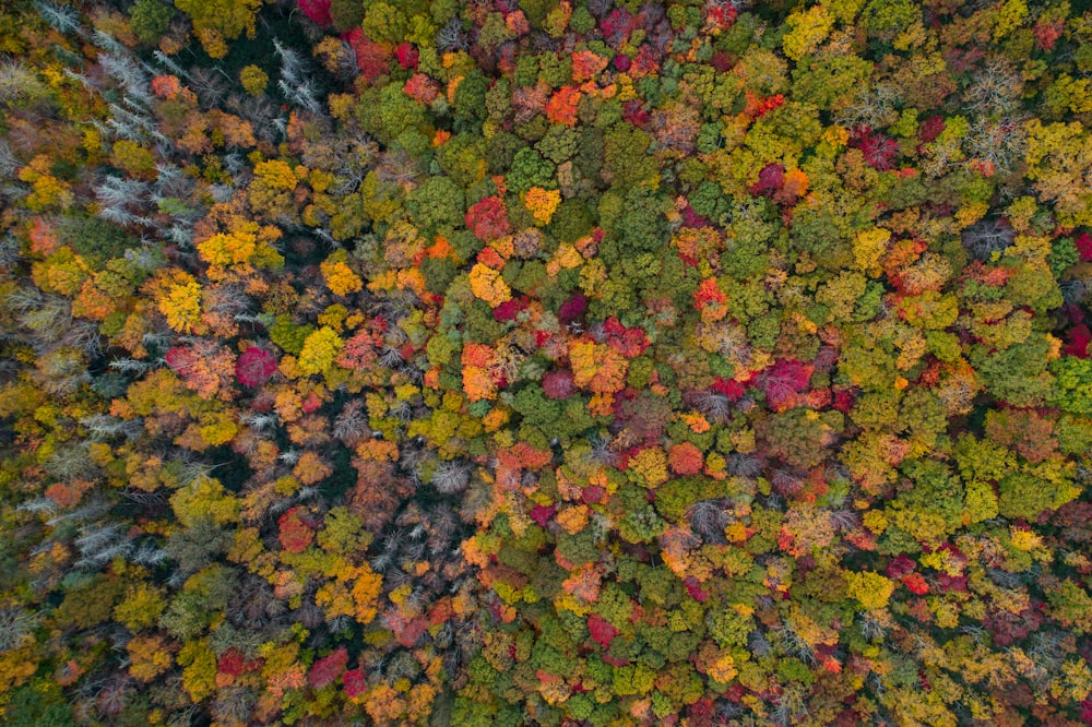 aerial photo of forest during daytime