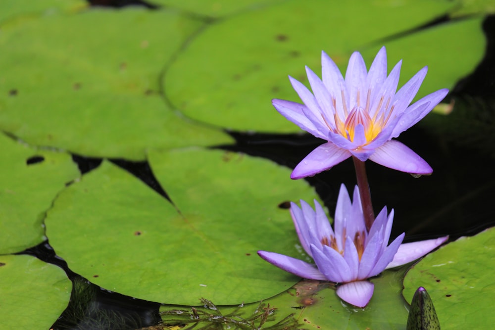 two purple water lily flowers