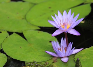 two purple water lily flowers