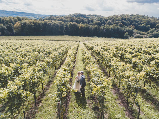 A joyful couple exchanging vows surrounded by lush grapevines under a golden sunset in Napa Valley.