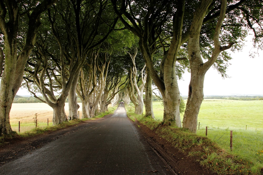 Carretera vacía entre árboles durante el día