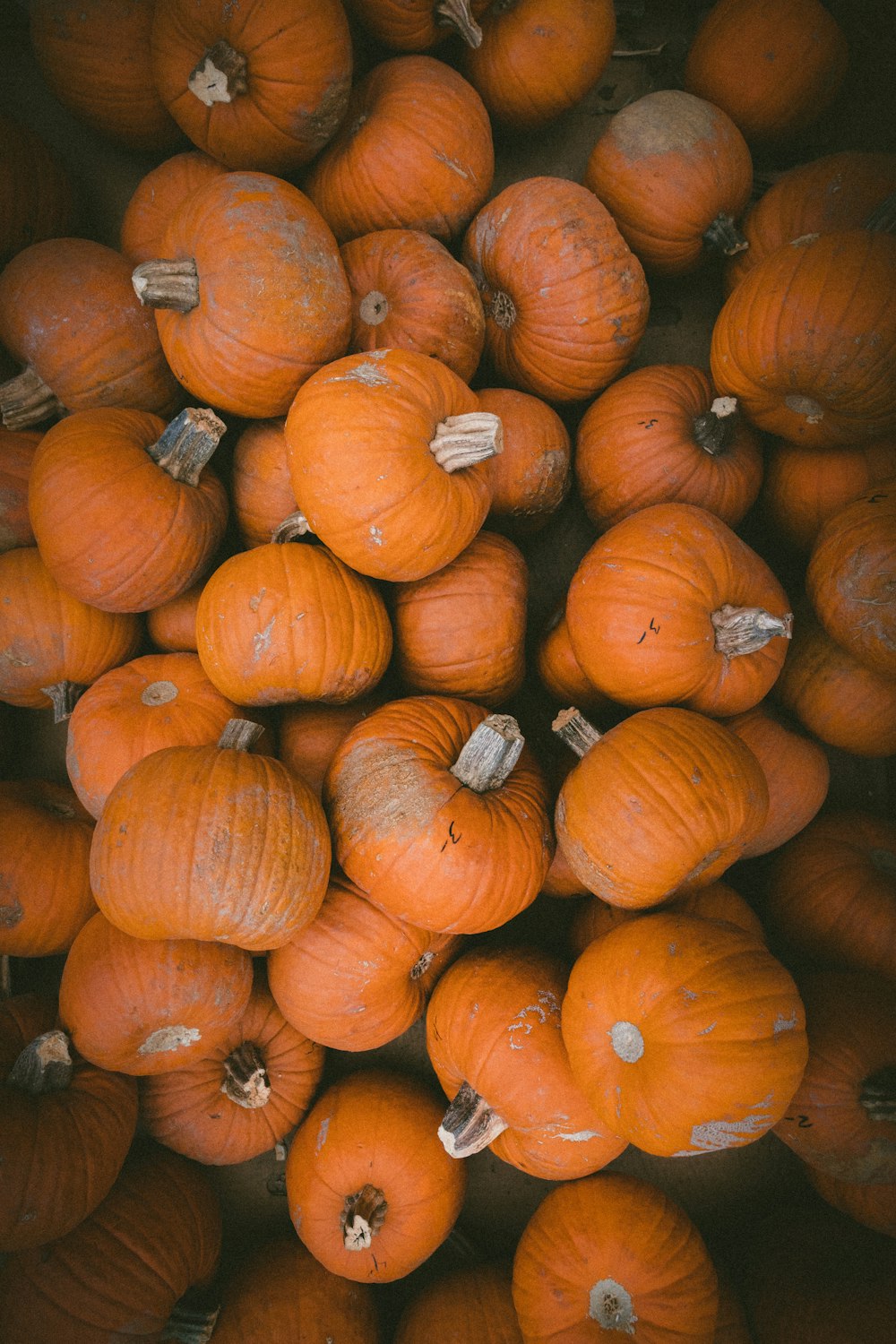 squash lot