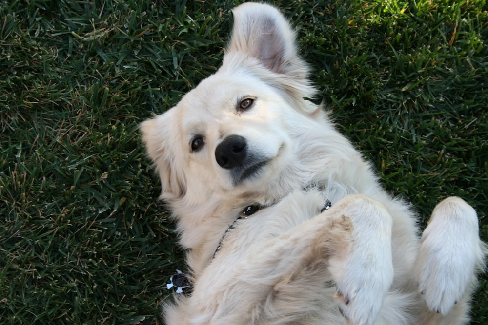 white dog lying on grass field