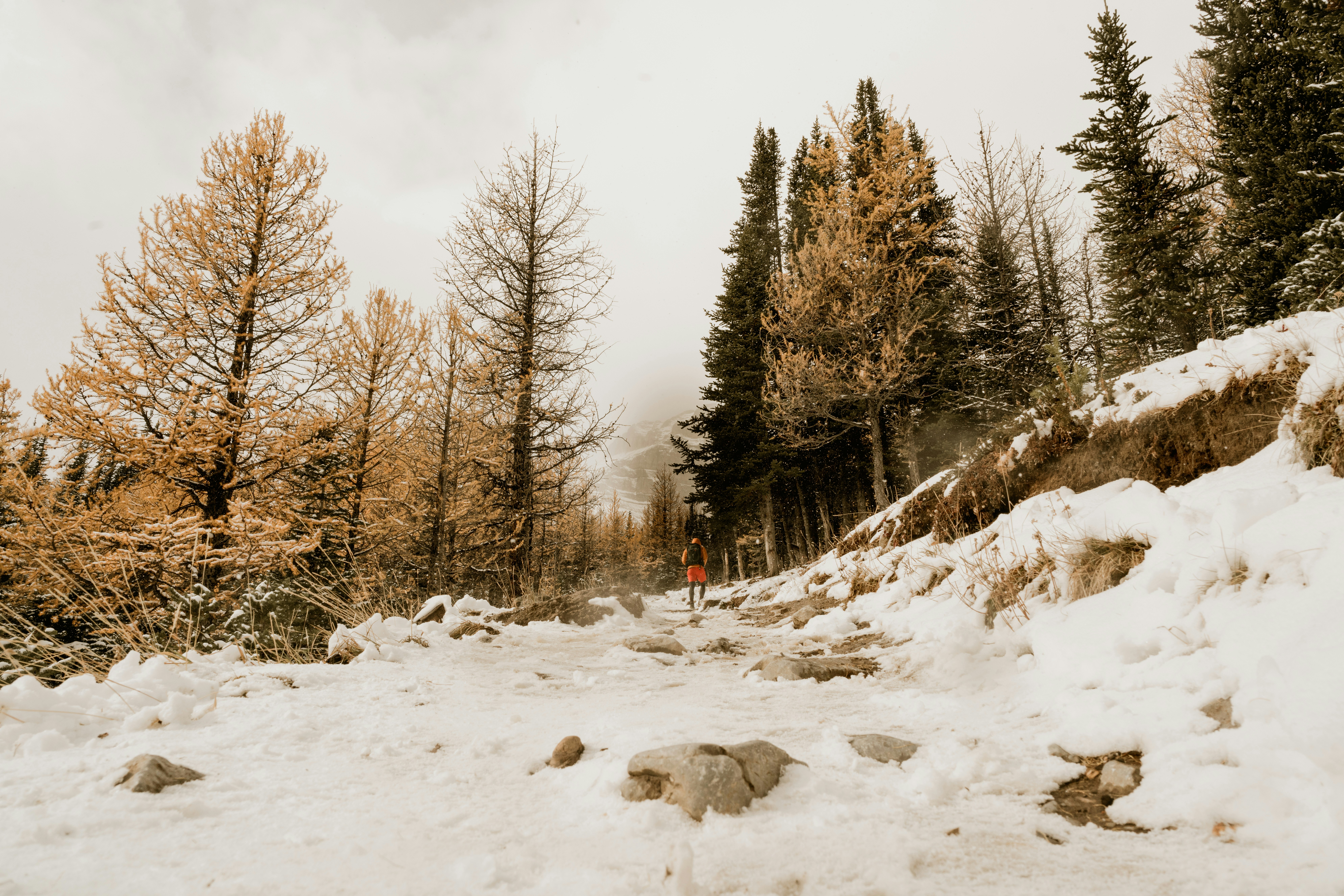Schneebedecktes Feld und Bäume unter bewölktem Himmel