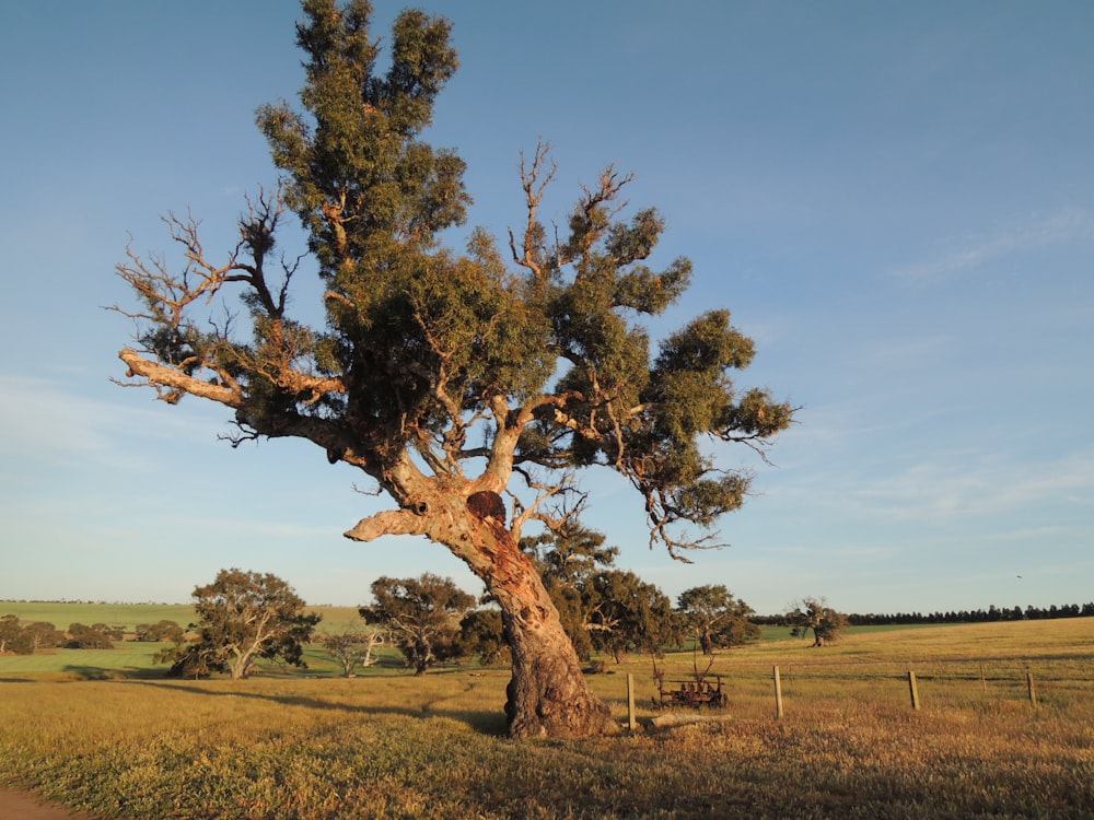 landscape photography of tree