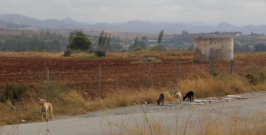 pack of black and fawn dogs on road in Sierra Nevada Spain