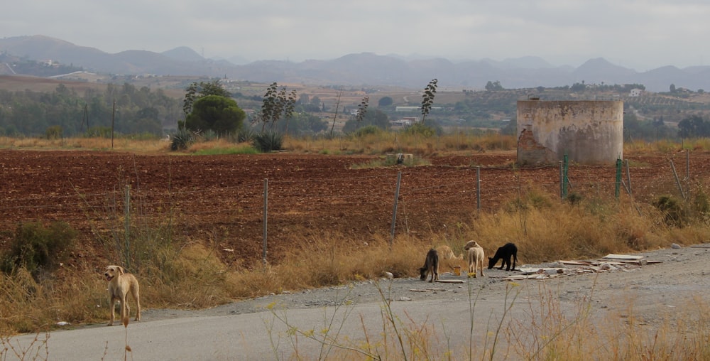 pack of black and fawn dogs on road