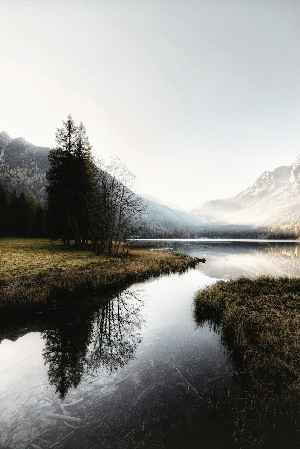 trees covered mountains