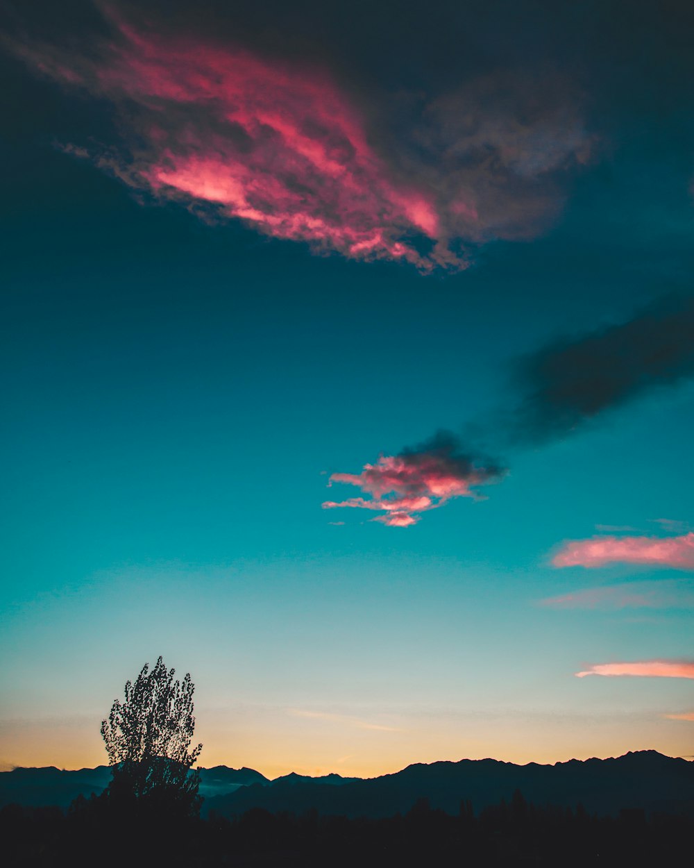 silhouette of tree under sunset