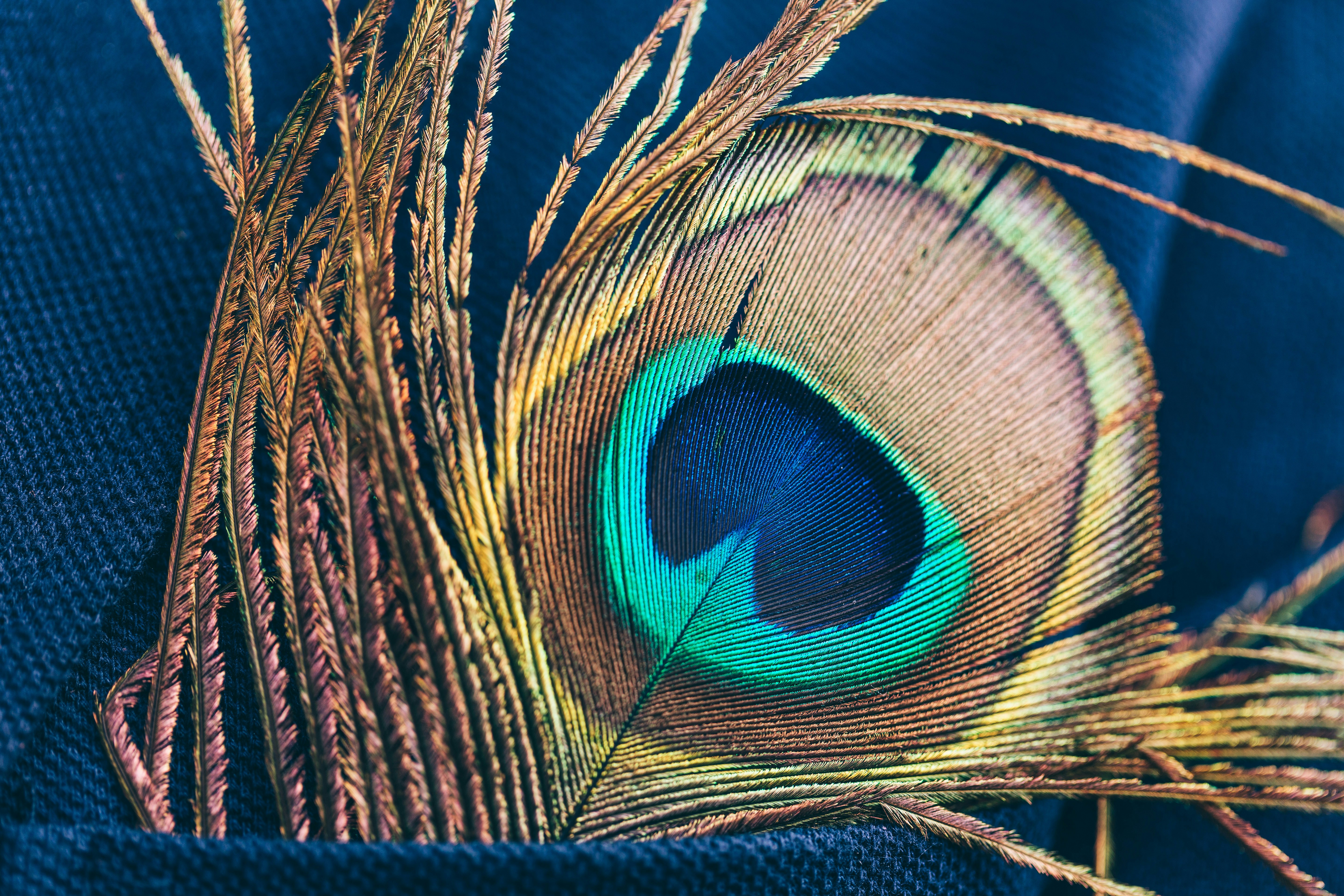 Mendoza, Argentina - Forget pock squares, peacock feathers are in!