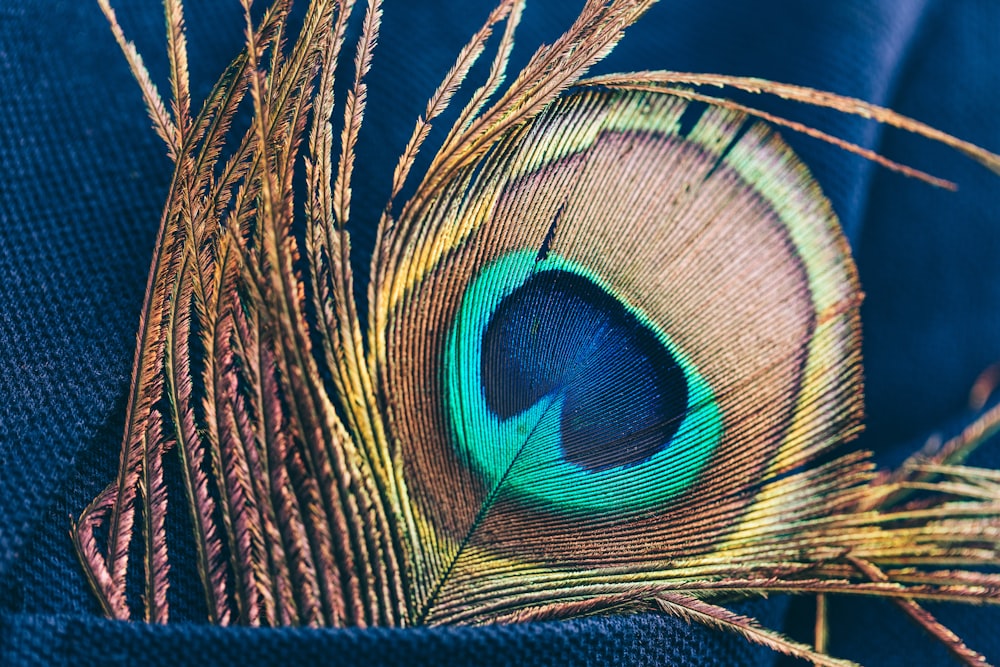 peacock tail feather