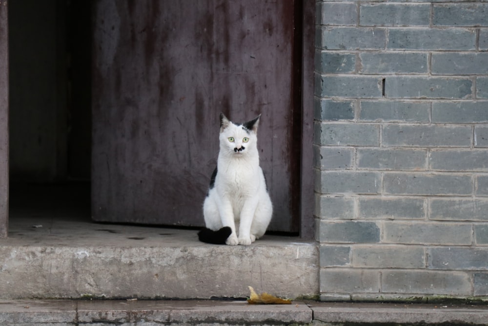 short-coated white and black cat sitting on concrete floor