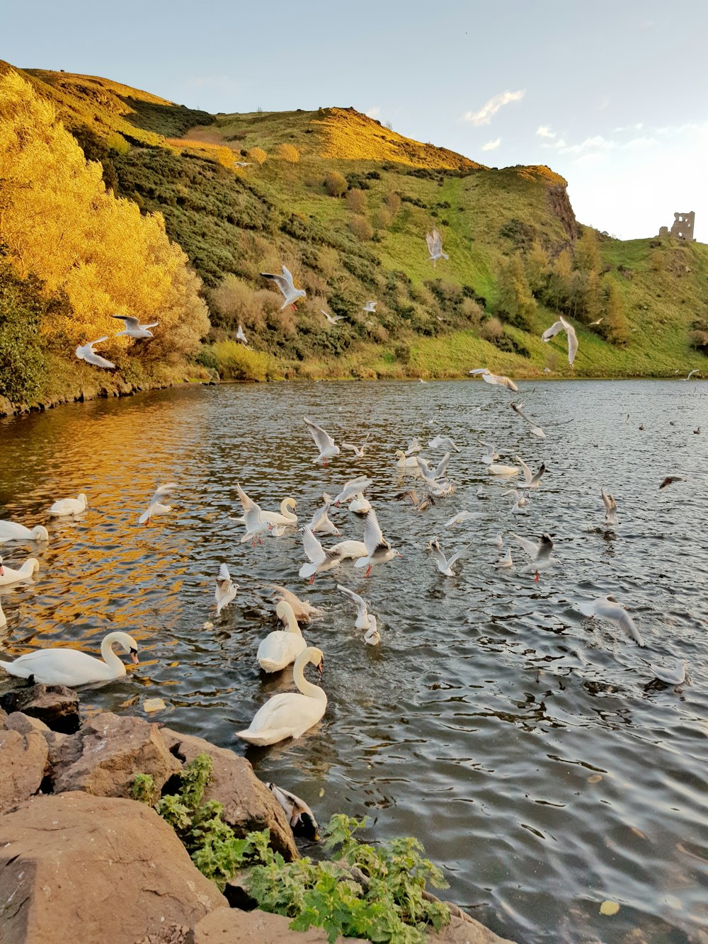 Troupeau de cygnes sur le lac