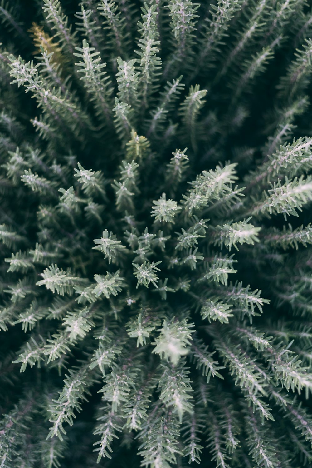 closeup photo of green leafed plants