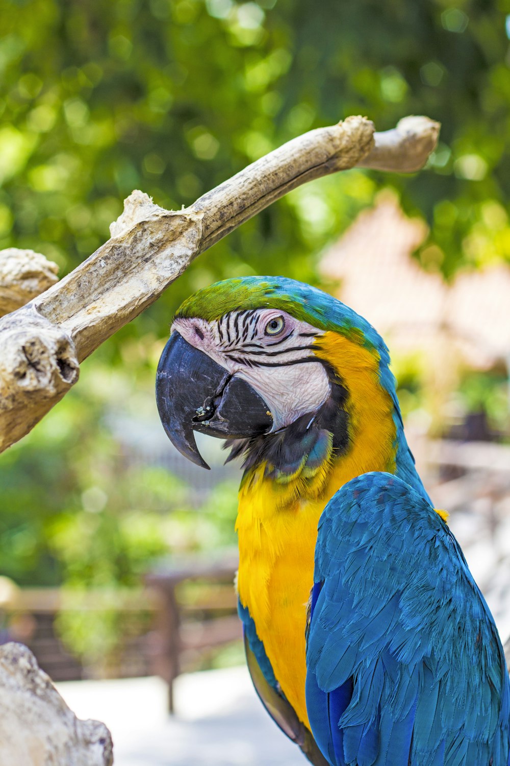 scarlet macaw