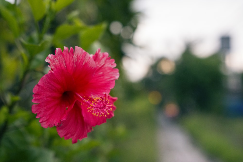 closeup photo of pink Hibiscus flower