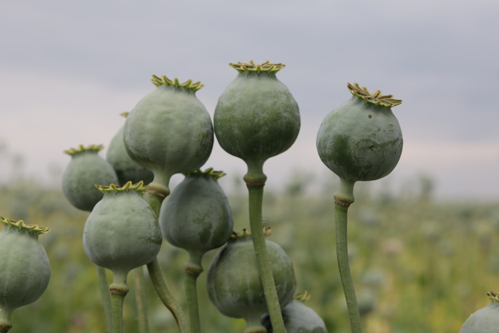 closeup photo of poppy pods